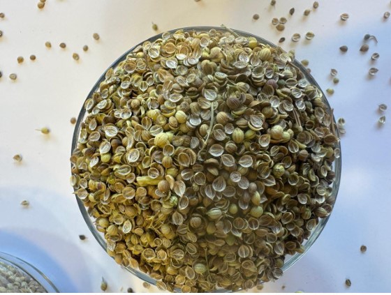 Coriander broken ( Dhaniya tukra)