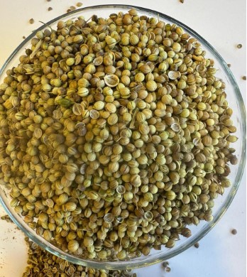 Coriander whole (Salam dhaniya)